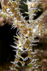 "X marks the spot" A pair of Ornate Ghostpipefish, althou... by Debi Henshaw 